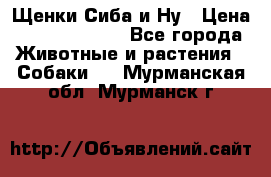 Щенки Сиба и Ну › Цена ­ 35000-85000 - Все города Животные и растения » Собаки   . Мурманская обл.,Мурманск г.